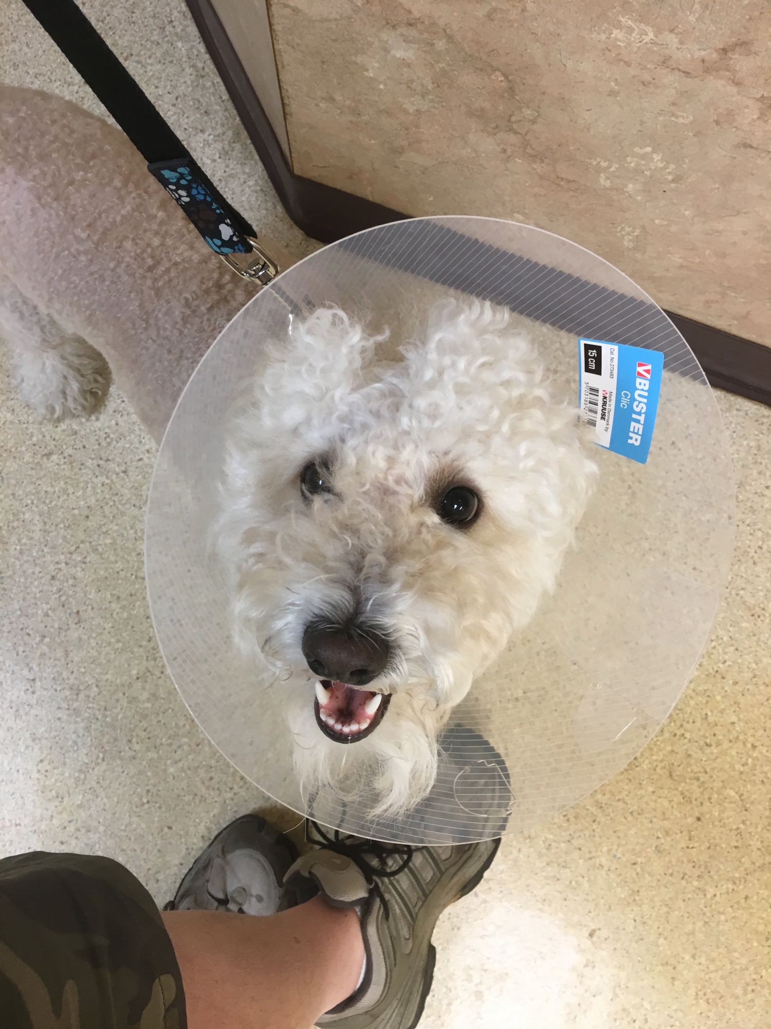 03-25-106-no-chasing-tail photo